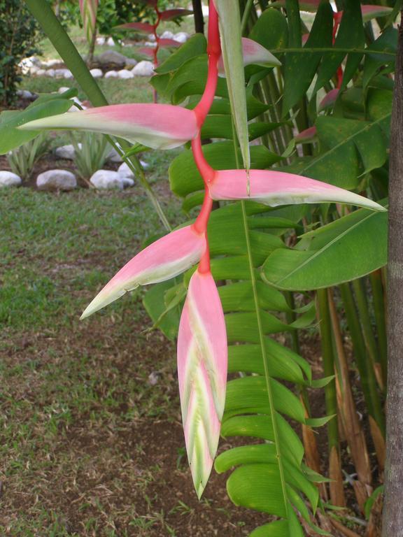 Finca Kobo Palo Seco Luaran gambar