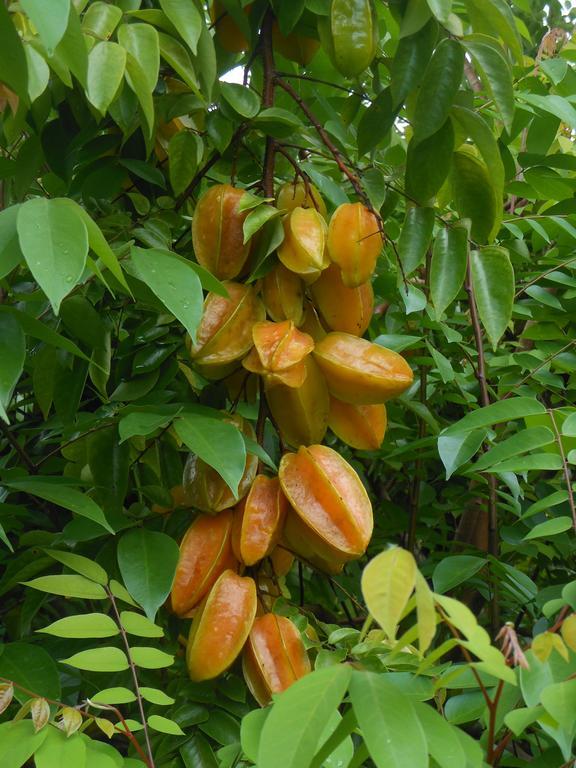 Finca Kobo Palo Seco Luaran gambar